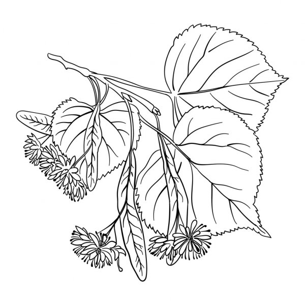 depositphotos_82871616-stock-illustration-linden-blossom